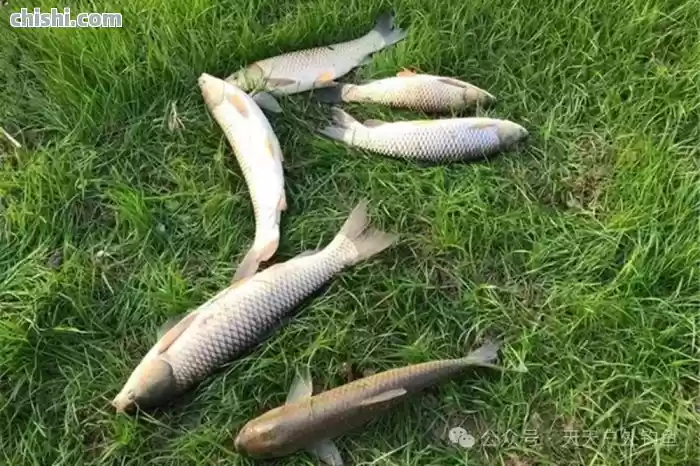 野钓大草鱼，4款自用面饵配方，效果好到嗷嗷叫