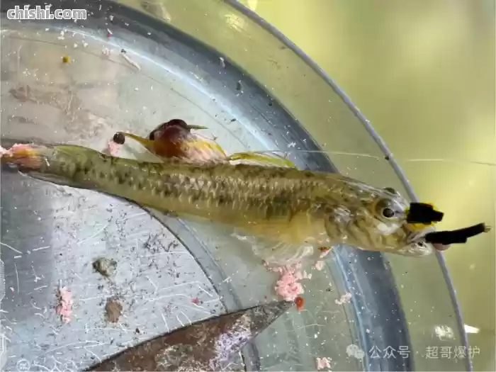 鲫鱼口好的很，突然停口了？95%离不开这4个原因！