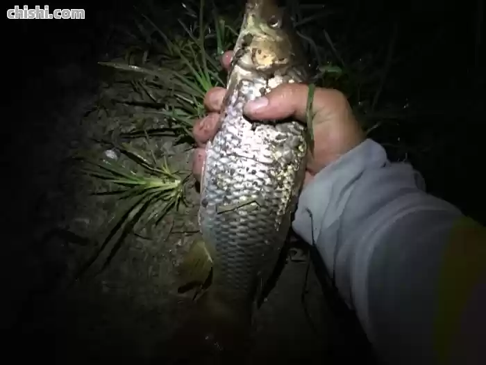 夜光漂要怎么调才灵敏？万能的小跑铅又来了～