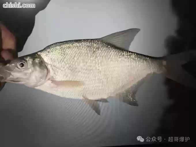 鳊鱼的3大特点，你知道吗？怎么钓到鳊鱼？一篇文章告诉你！
